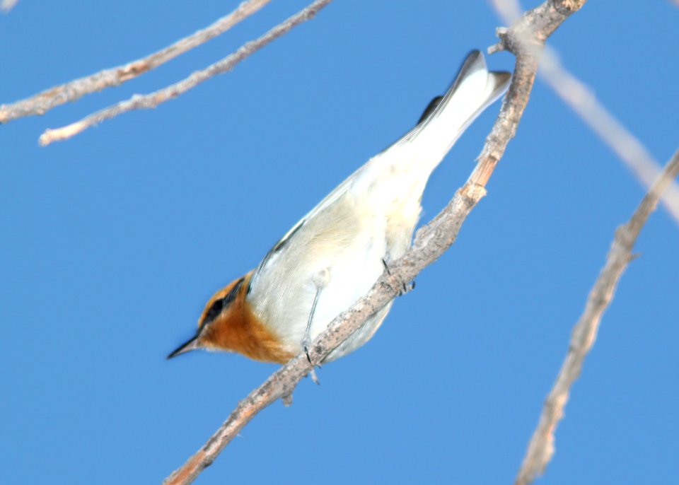 WARBLER, OLIVE (12-10-10) flux cyn rd, scc, az -01