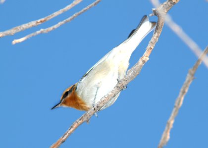 WARBLER, OLIVE (12-10-10) flux cyn rd, scc, az -01