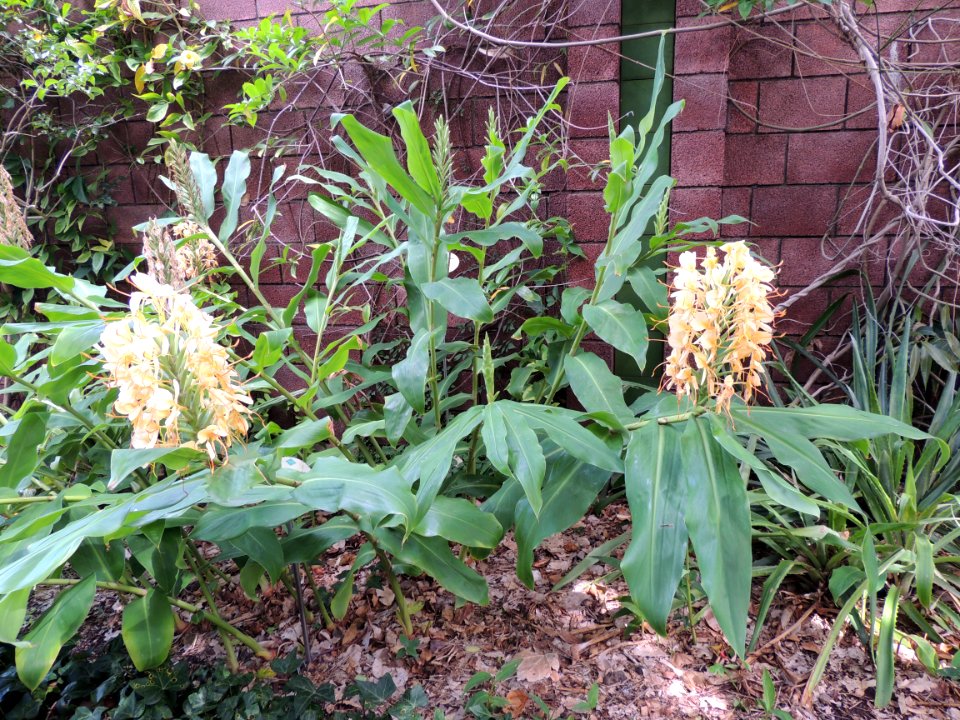 Hedychium gardnerianum Sheppard ex Ker Gawl. Zingiberaceae. "Kahili ginger, jengibre hawaiano".