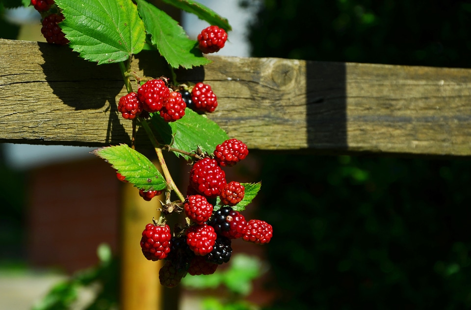 Immature fruit red