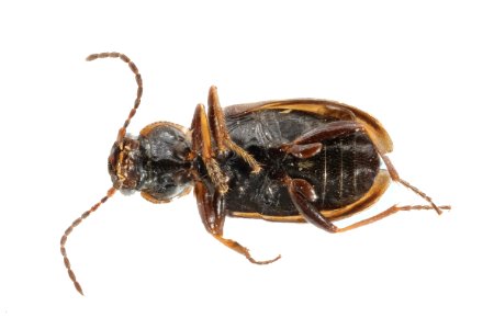 Dicheirotrichus cognatus (bottom view)