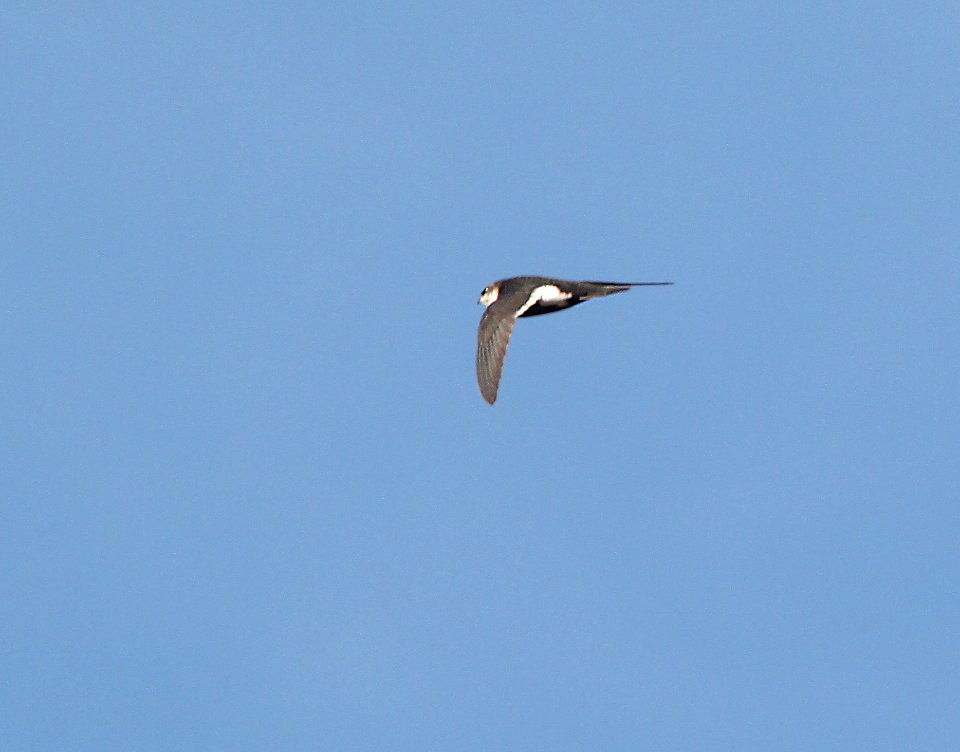 SWIFT, WHITE-THROATED (1-4-11) patagonia lake, scc, az -01