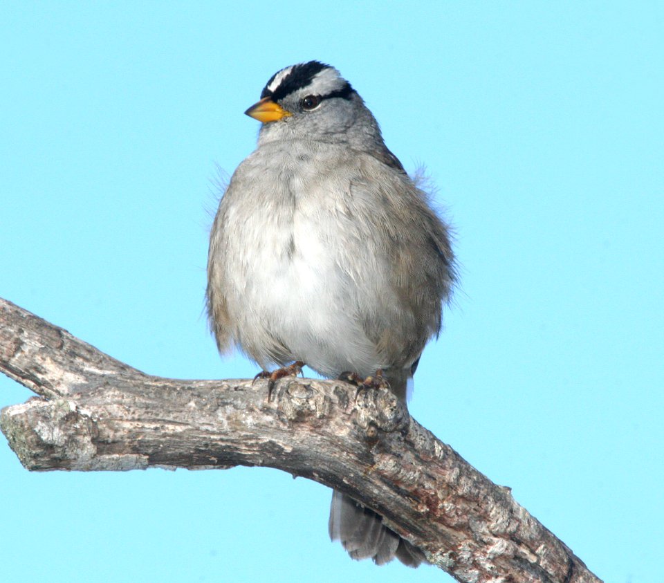 SPARROW, WHITE-CROWNED (12-19-08) nuttalli-pugatensis, cloisters