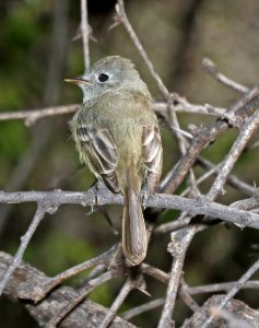 582 - DUSKY FLYCATCHER (3-28-2017) patagonia lake, santa cruz co, az -02