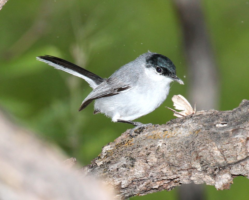 704 - BLACK-CAPPED GNATCATCHER (5-4-2015) male, florida wash, pinal co, az -03