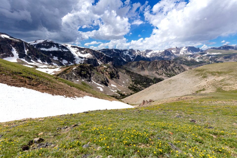 Early season wildflowers on Beartooth Pass