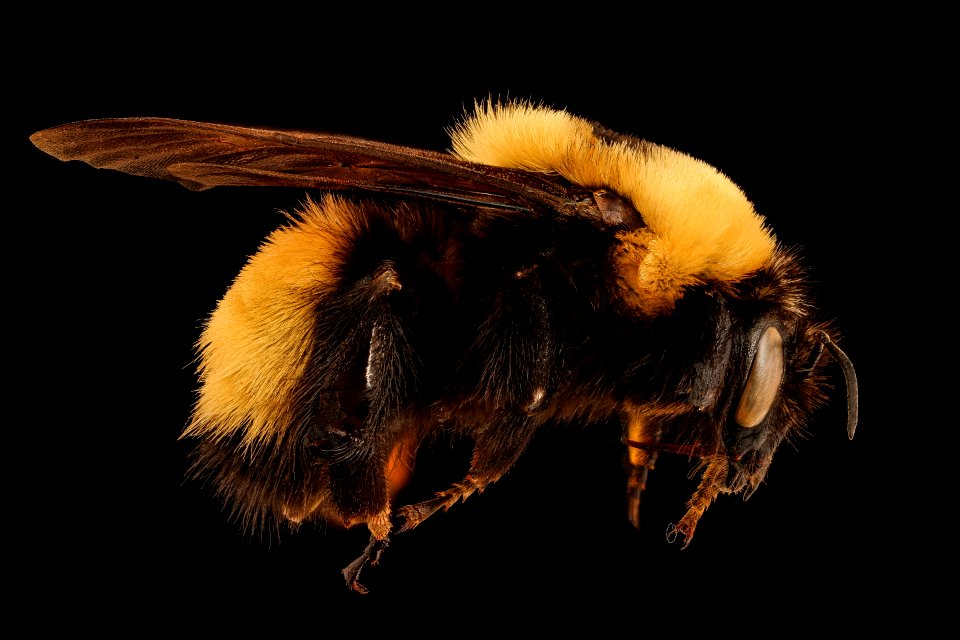 Bombus nevadensis, f, right, Jackson Co., SD 2018-08-10-15.24.34 ZS PMax UDR