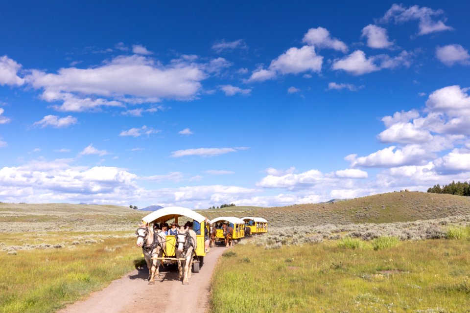 Covered wagons heading out to Yanceys Hole