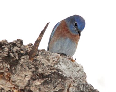 BLUEBIRD, WESTERN (11-23-11) santa gertrudis lane, scc, az -07