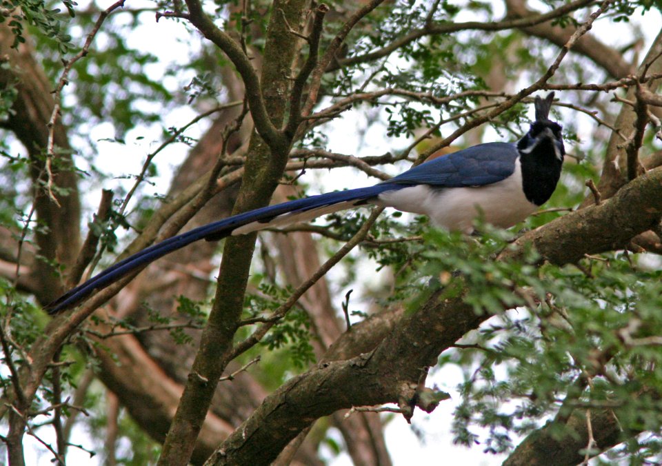 MAGPIE-JAY, BLACK-THROATED (1-11-09) llano grande st pk, weslaco, tx -1