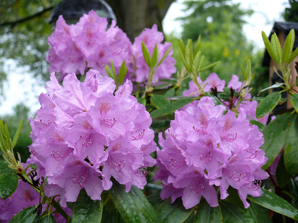 Flowering garden plant