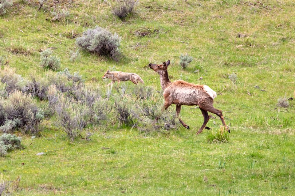 A cow elk chases a coyote away from her hiding calf