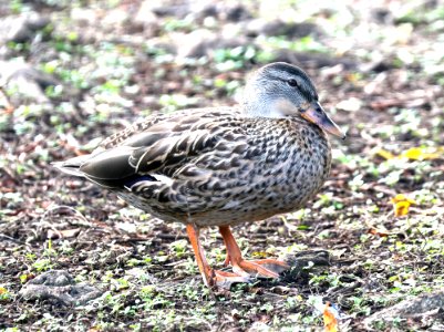MALLARD (9-6-2017)  Waiakea Pond, hilo, hawai'i co, hawaii -03