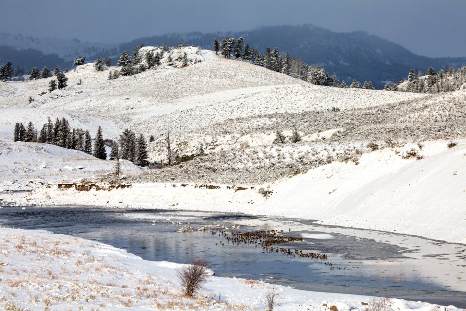 Birds gather in some open water on the Lamar River