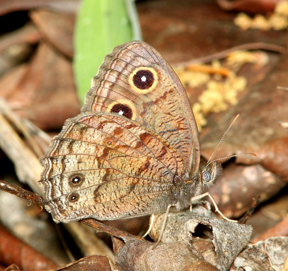 WOOD-NYMPH, GREAT BASIN (Cercyonis sthenele) (6-17-2014) 1 mile east of fork of salmon, siskiyou co, ca -02
