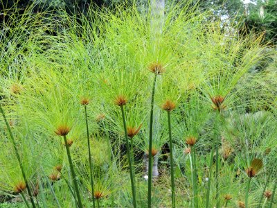 Cyperus papyrus L. Cyperaceae. "Papiro".