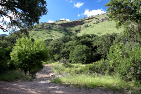 FRENCH JOE CANYON, Whetstone Mts, Az (9-1-10) -01a