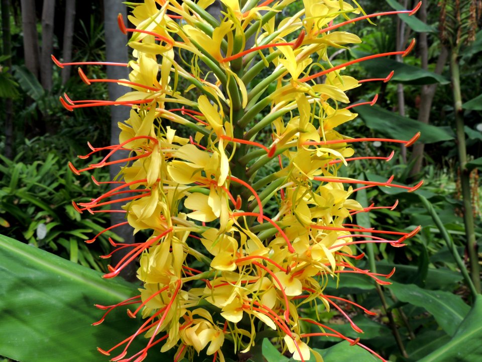 Hedychium gardnerianum Sheppard ex Ker Gawl. Zingiberaceae. "Kahili ginger".