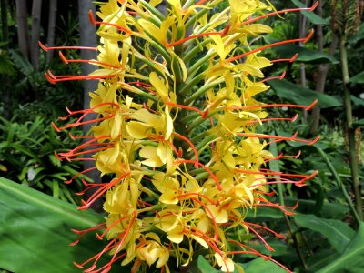 Hedychium gardnerianum Sheppard ex Ker Gawl. Zingiberaceae. "Kahili ginger".