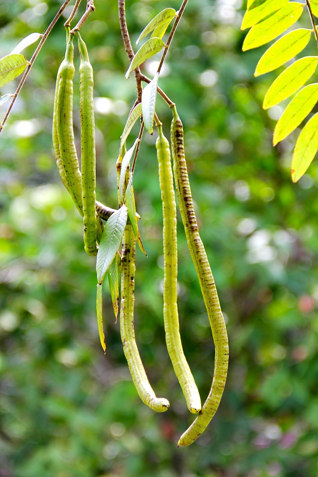 Central america exotic jungle