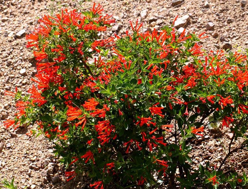 HUMMINGBIRD FLOWER (Bouvardia ternifolia) (7-24-12) sycamore canyon, off ruby rd, scc, az -01