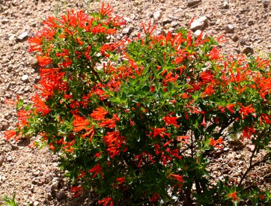 HUMMINGBIRD FLOWER (Bouvardia ternifolia) (7-24-12) sycamore canyon, off ruby rd, scc, az -01