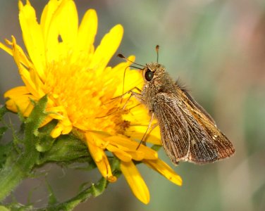 SKIPPER, OBSCURE (Panoquina panoquinoides) (11-10-13) sabal palm audubon sanc, brownsville, tx -01