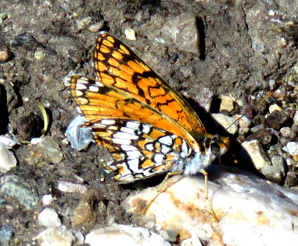 CHECKERSPOT, SAGEBRUSH (chlosyne acastus) (4-4-2020) desert east of shadow mountains, san bernadino co, ca -02