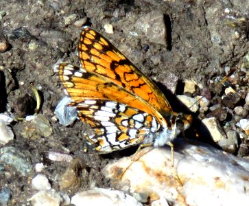 CHECKERSPOT, SAGEBRUSH (chlosyne acastus) (4-4-2020) desert east of shadow mountains, san bernadino co, ca -02