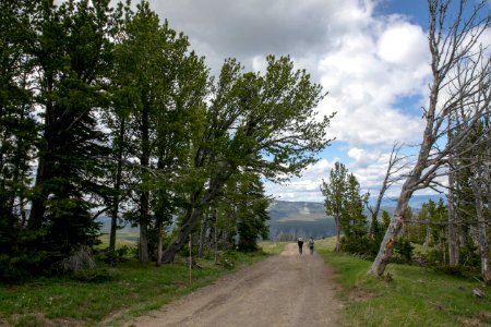Hiking the Chittenden Road on Mt. Washburn