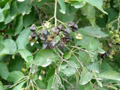 Bourreria andrieuxii (A. DC.) Hemsl. "Guayabo negro"