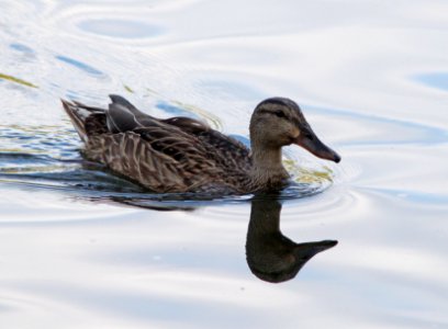 DUCK, MEXICAN (7-28-11) patagonia lake state park, scc, az -01