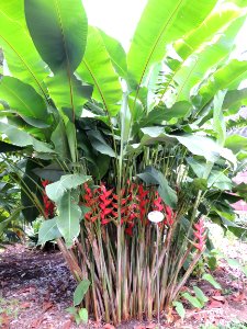 Heliconia bihai (L.) L. Heliconiaceae. "Bijao".