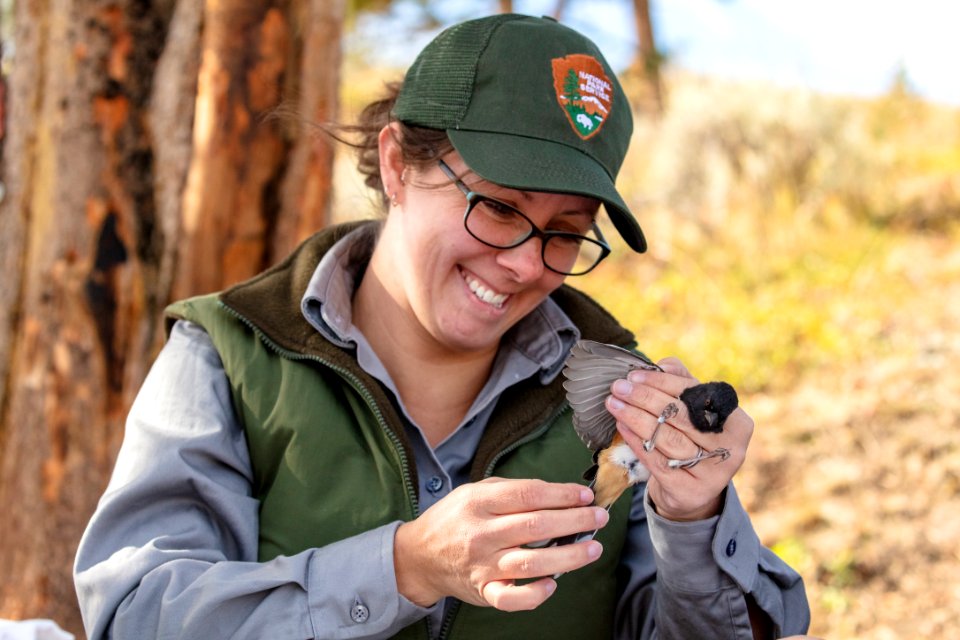 Yellowstone Bird Program (25): Wildlife Biologist Lauren Walker examines a spotted towhee