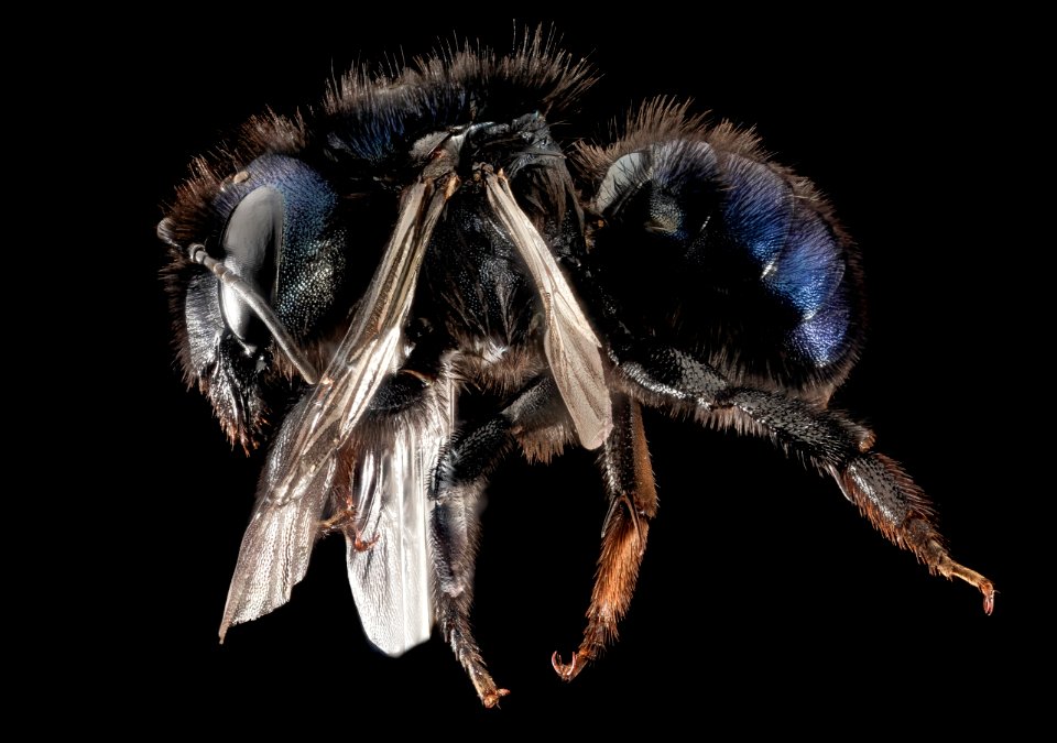 Osmia Californica, f, ca, santa barbara co., side 2015-11-20-18.47