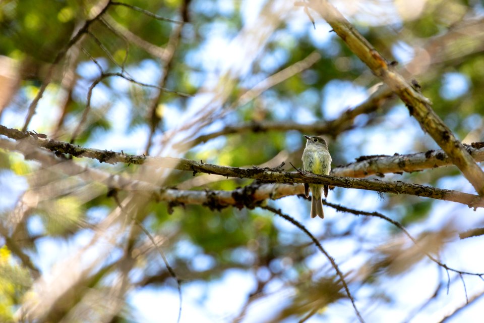 Hammond's flycatcher (Empidonax hammondii)