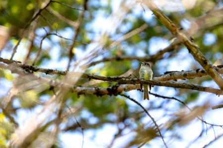 Hammond's flycatcher (Empidonax hammondii)