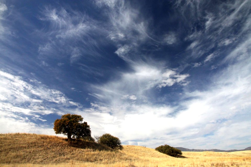 SAN RAFAEL VALLEY GRASSLANDS, SE of Patagonia, scc, az (4-7-12) -06a