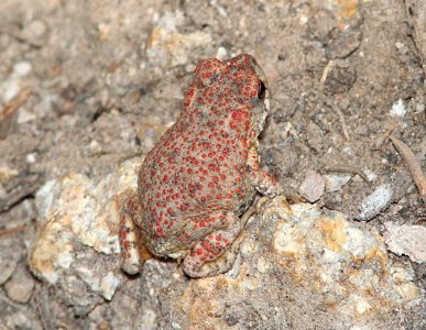 TOAD, RED-SPOTTED (Bufo punctatus) (7-10-11) blue haven rd, patagonia, scc, az -01