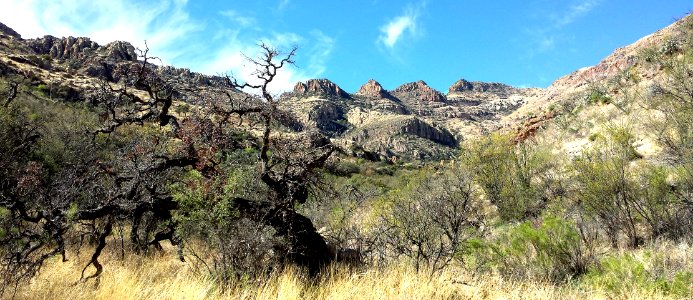 ROCK CORRAL CANYON - Atascosa Mts (3-22-14) -06 photo