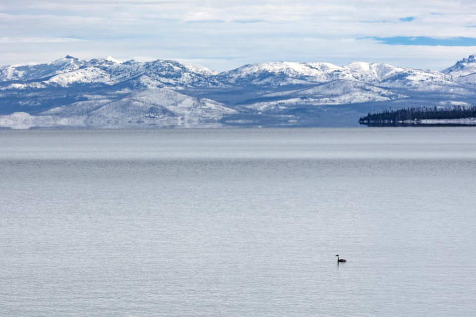 A western grebe fishing in the West Thumb of Yellowstone Lake