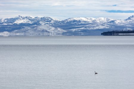 A western grebe fishing in the West Thumb of Yellowstone Lake photo