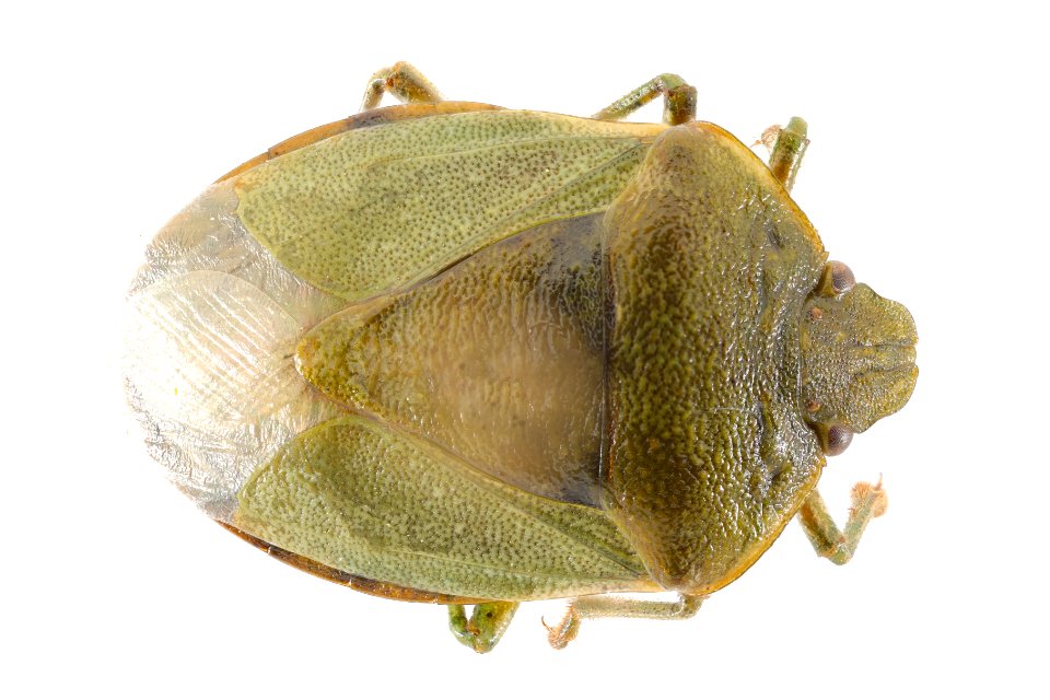 Stink bug (top view) - Thyanta sp.