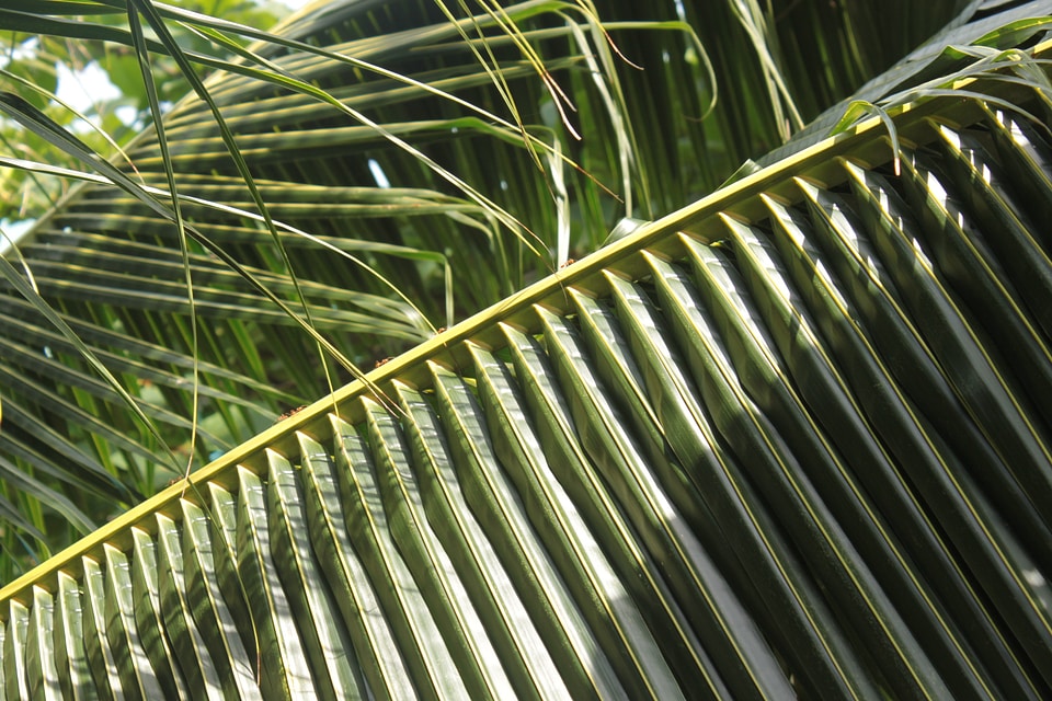 Frond tropical leaf