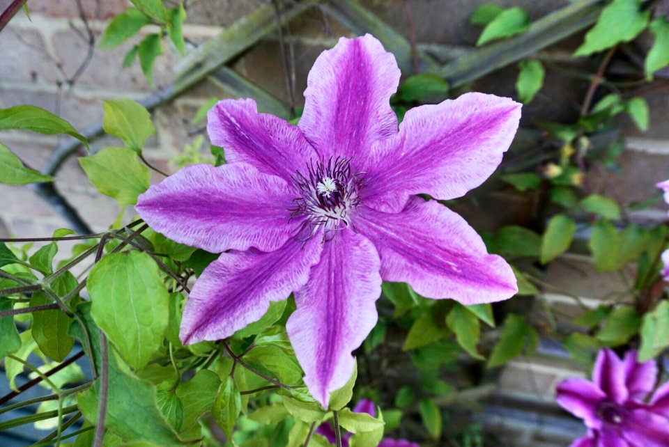 Clematis