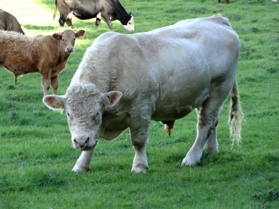 GET OUT OF MY FIELD!