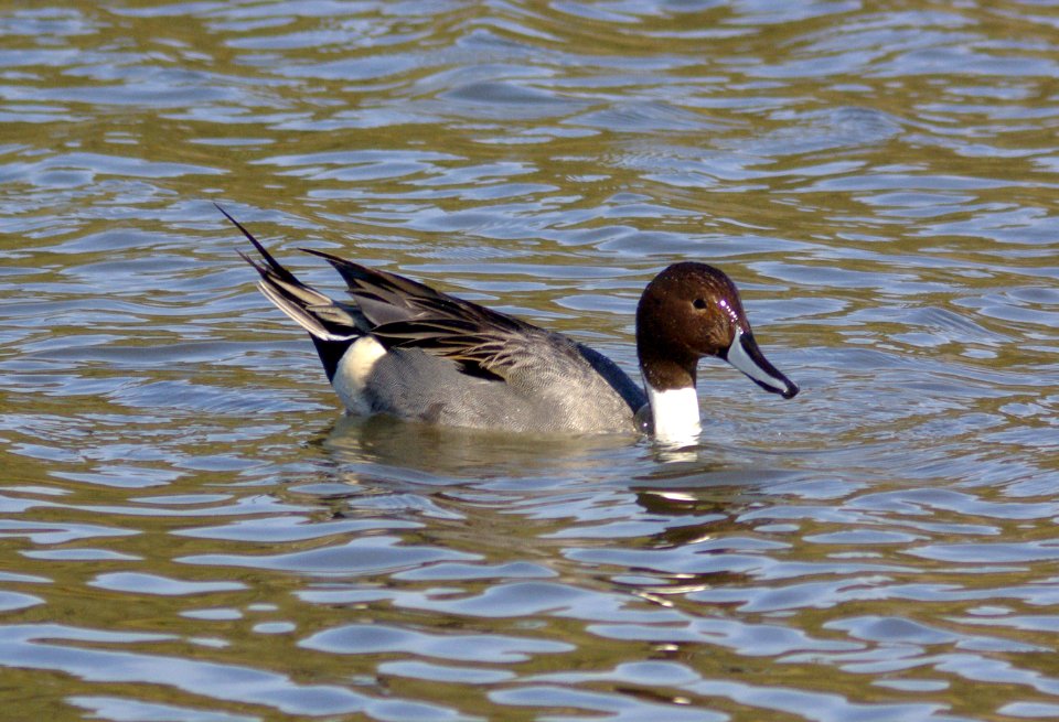 PINTAIL, NORTHERN (11-27-07) male, oso -1