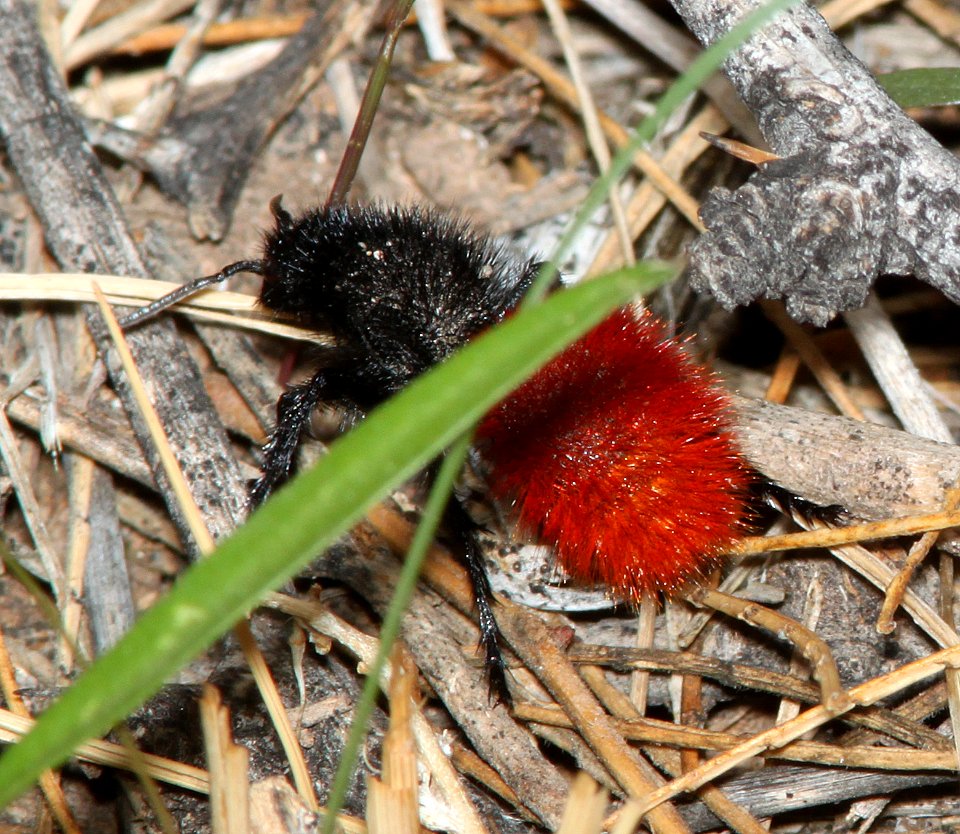 VELVET ANT (Dasymultilla magnifica) (7-12-11) sonoita creek state natural area, scc, az -02