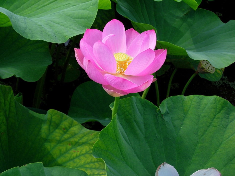 Flower lotus pink