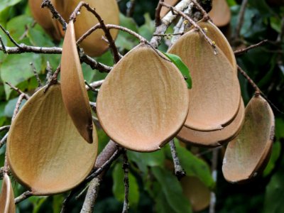 Prioria copaifera Griseb. Leguminosae o Fabaceae. "Cativo".